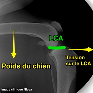 rupture du ligament croisé antérieur du chien - force exerçant sur le genou