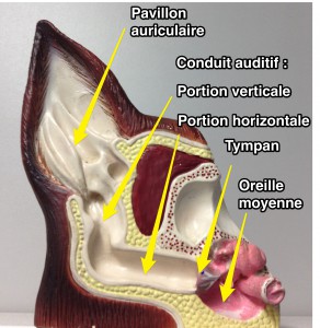 anatomie de l'oreille 