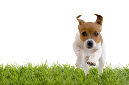 Chiot Jack Russell Terrier - Source Fotolia -