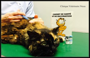 Vaccination du chat - Nicea -