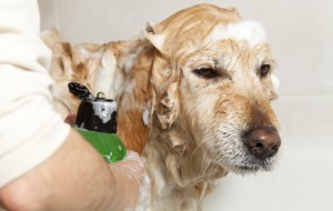 Shampooing Chien - Fotolia -