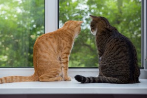 2 chats assis à la fenêtre - Fotolia