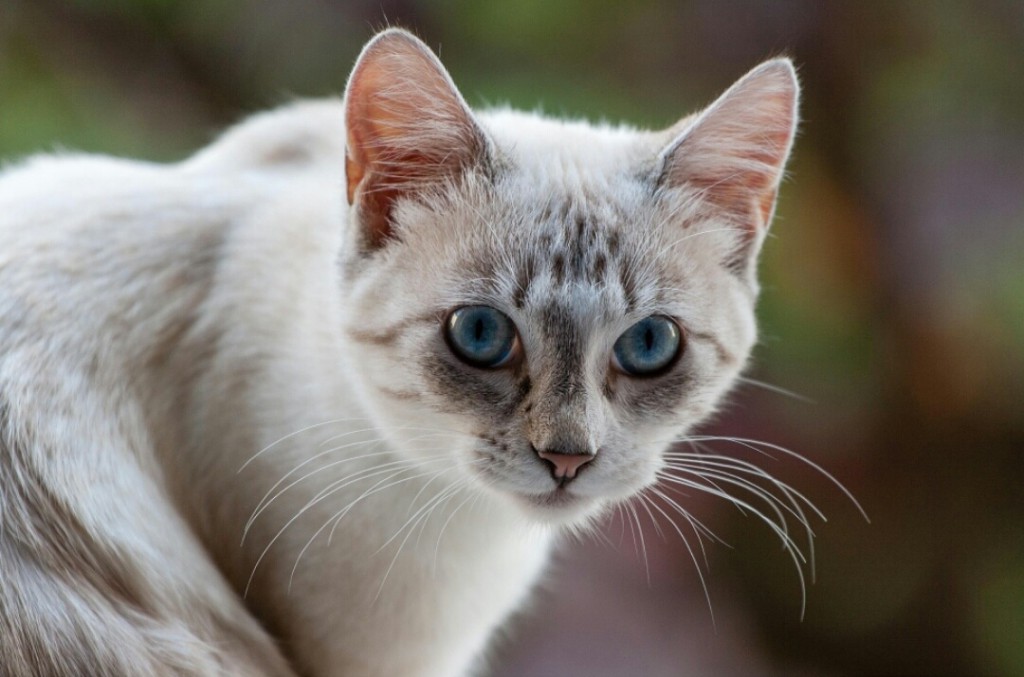 prix moyen sterilisation chat femelle