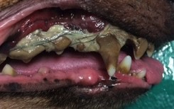 Chien présentant une énorme quantité de tartre avec atteinte parodontale très avancée associée