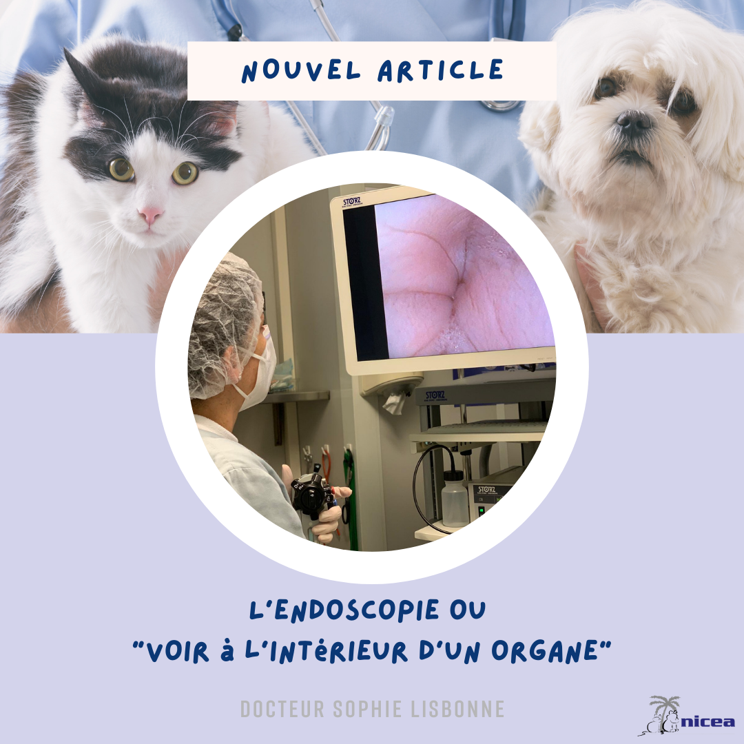 Vétérinaire Nice - Clinique Nicea Du Dr.lisbonne