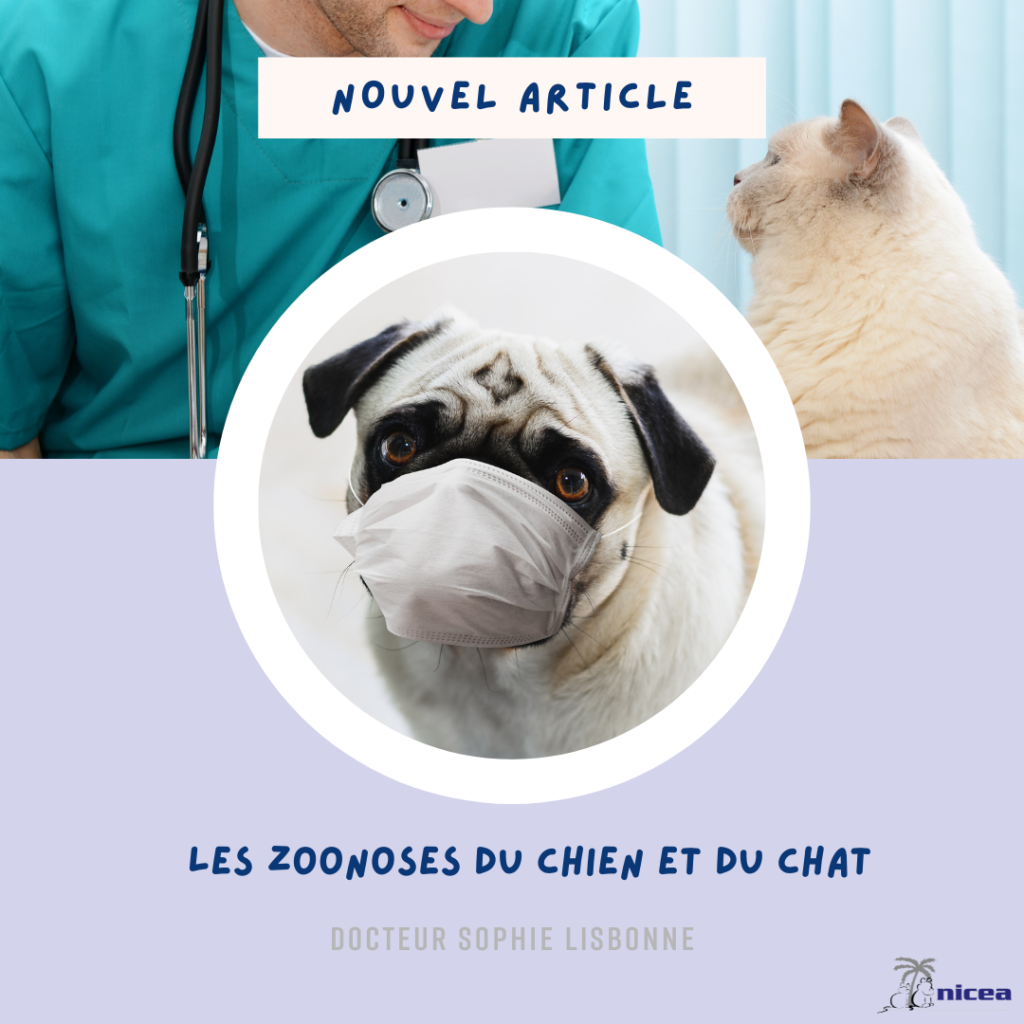 Vétérinaire Nice - Clinique Nicea Du Dr.lisbonne