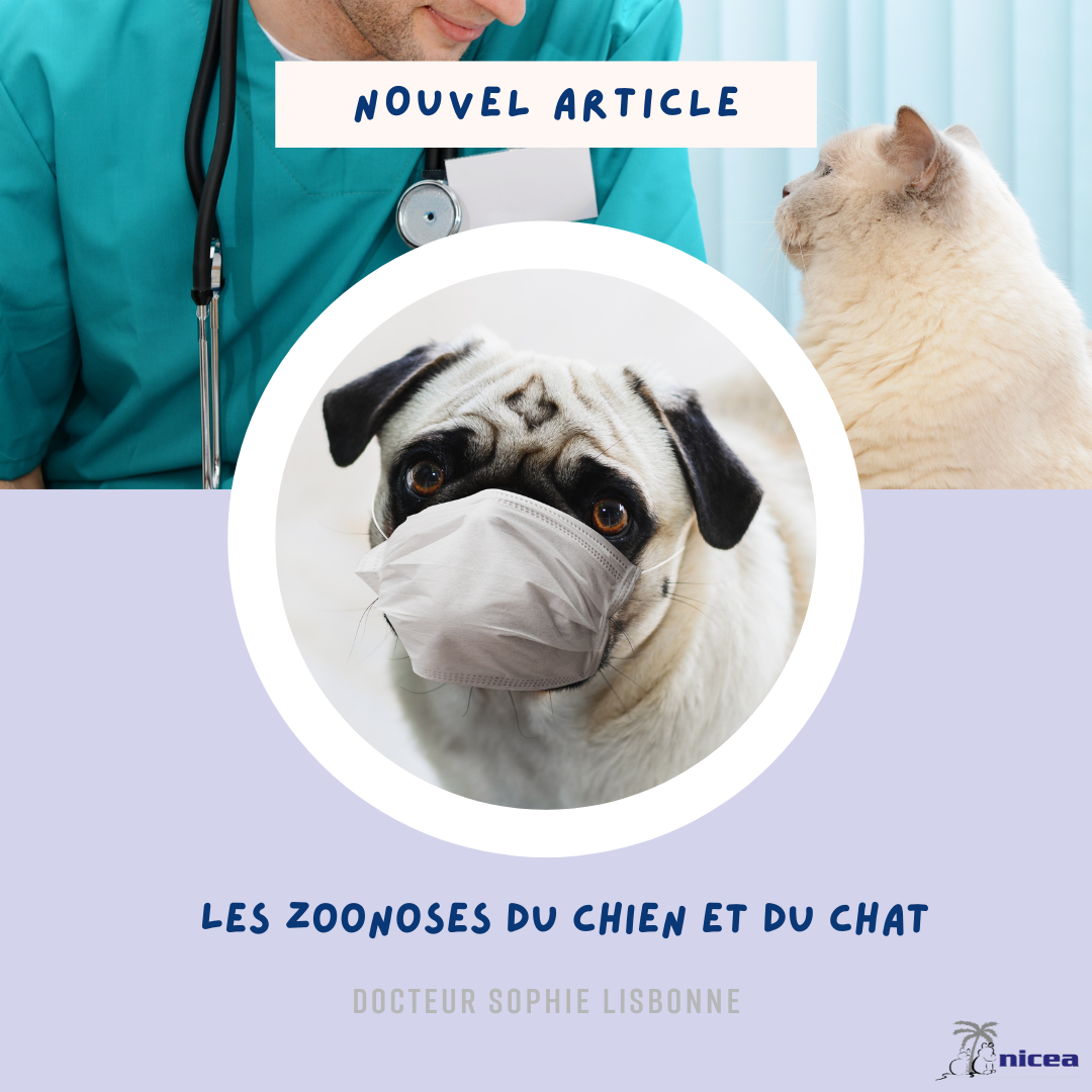 ZOONOSES DU CHIEN ET DU CHAT - Nicea